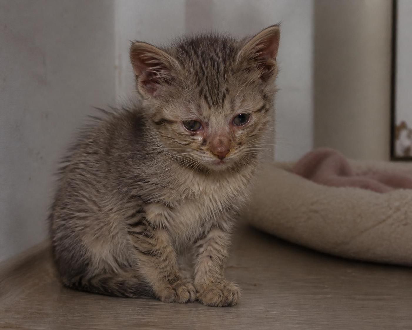 découvrez les symptômes, causes et traitements essentiels des maladies courantes chez le chaton pour assurer sa santé et son bien-être.