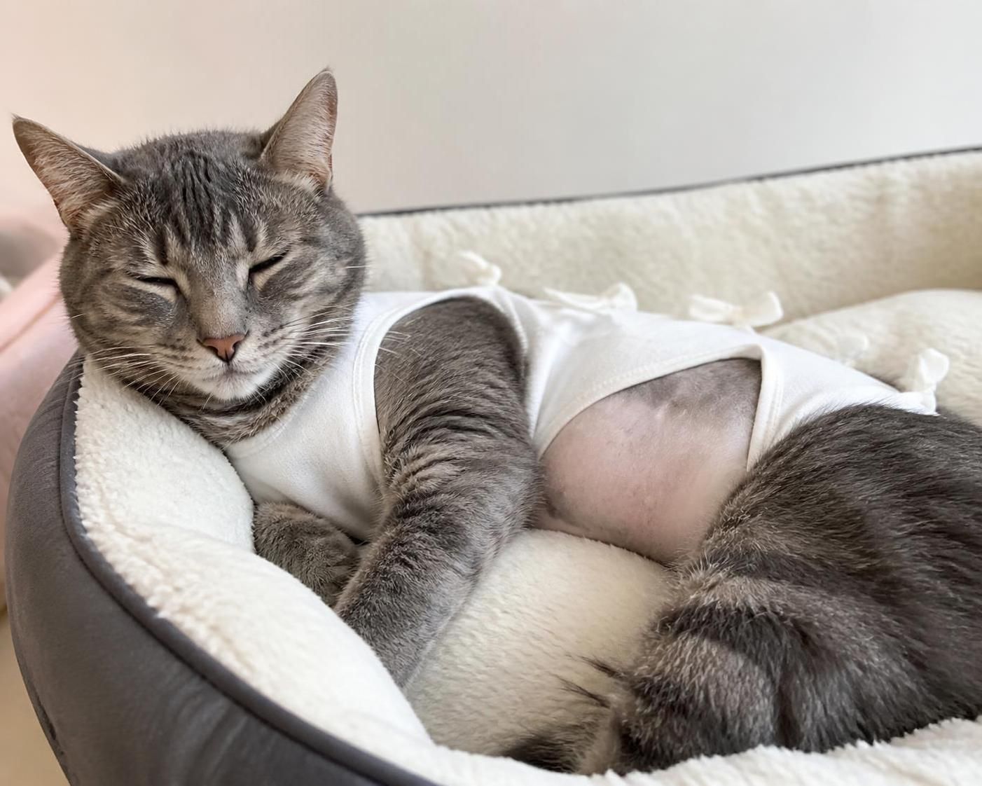 découvrez le prix de la stérilisation d’une chatte femelle en 2026, les facteurs influençant le coût et les conseils pour bien préparer cette intervention vétérinaire essentielle.